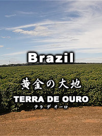 【送料無料】テラ・デ・オーロ(1kg/生豆時)