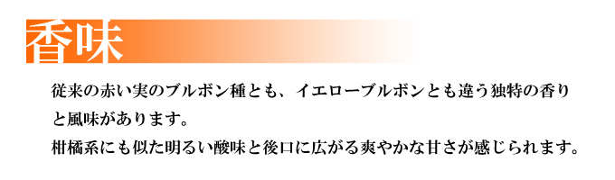 【今月のサービス豆】オレンジブルボン(200g)RA認証